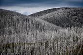 landscapes stock photography | Burnt Snow Gum Forest, Falls Creek, Victoria, Australia, Image ID AU-VIC-FALLS-CREEK-0004. Lines of burnt bare Snow Gum (Eucalyptus pauciflora) trees on slopes near Falls Creek, Victoria, Australia.