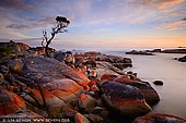 landscapes stock photography | Bay of Fires at Sunrise, Binalong Bay, Tasmania (TAS), Australia, Image ID TAS-BAY-OF-FIRES-0001. Magnificent landscape photography of a lonely she-oak at sunrise near Binalong Bay in the Bay of Fires in Tasmania, Australia.