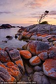 landscapes stock photography | Lonely She-Oak at Sunrise, Bay of Fires, Binalong Bay, Tasmania (TAS), Australia, Image ID TAS-BAY-OF-FIRES-0002. Similar to the lonely tree in Wanaka, New Zealand this lonely she-oak  is probably the most famous tree in Tasmania. Located in the Bay of Fires near Binalong Bay it is a very popular place among locals and Australian photographers.