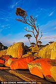 landscapes stock photography | Lonely Tree at Binalong Bay, Bay of Fires, Tasmania (TAS), Australia, Image ID TAS-BAY-OF-FIRES-0004. The town of Binalong Bay is situated at the southern end of the beautiful Bay of Fires. The area is one of the most scenic and beautiful places in Tasmania, from the blue sea and fine white sand to the orange-tinged boulders that hug the coast. The coastal landscape features rocky gullies, small secluded beaches, shore-hugging forests and the orange lichen-coloured boulders that many now associate with the name.