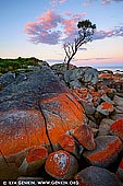 landscapes stock photography | Lonely She-Oak at Sunrise, Bay of Fires, Binalong Bay, Tasmania (TAS), Australia, Image ID TAS-BAY-OF-FIRES-0005. 10 kilometres north east of St Helen's is the popular beachside resort of Binalong Bay. The coastal area for about 30 kilometres to the north is known as the Bay of Fires Conservation Area. Famous for its crystal-clear waters, white sandy beaches and orange lichen-covered granite boulders, the Bay of Fires is one of Tasmania's most popular conservation reserves. The Bay of Fires conservation area extends along the coast from Binalong Bay in the south to Eddystone Point in the north.