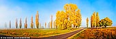 landscapes stock photography | Foggy Autumn Morning near Uralla, Northern Tablelands, New England, NSW, Australia, Image ID AU-NEW-ENGLAND-AUTUMN-0001. New England autumn colours at their finest. The low morning sun highlighted a line of poplar trees on a quiet country road at Gostwyck.