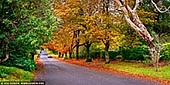 landscapes stock photography | Autumn Colours in Blackheath, Blue Mountains National Park, NSW, Australia, Image ID AU-BLACKHEATH-AUTUMN-0002. A beautiful road in Blackheath in Blue Mountains, NSW, Australia dressed in stunning autumn colours.