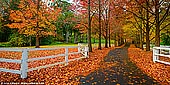 landscapes stock photography | Autumn in Matcham, Central Coast, NSW, Australia, Image ID AU-MATCHAM-AUTUMN-0001. The semi-rural locality around Matcham, near Gosford on the NSW Central Coast, on a cloudy  but bright autumn morning. Australian native trees are evergreen but for deciduous trees, the Autumn displays are in full swing.