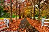 landscapes stock photography | Autumn in Alley, Matcham, Central Coast, NSW, Australia, Image ID AU-MATCHAM-AUTUMN-0002. A beautiful private road in Matcham on the Central Coast of NSW, Australia dressed in stunning Autumn colours.