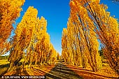 landscapes stock photography | Poplars at Meadow Flat in Autumn, Meadow Flat, Central Tablelands, NSW, Australia, Image ID AU-MEADOW-FLAT-AUTUMN-0001. Autumn poplars line the old Mid-Western Highway at Meadow Flat in the NSW Central Tablelands.