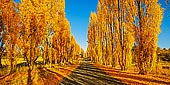 landscapes stock photography | Autumn Poplars at Meadow Flat, Central Tablelands, NSW, Australia, Image ID AU-MEADOW-FLAT-AUTUMN-0002. A beautiful old Mid-Western Highway at Meadow Flat in the NSW Central Tablelands with golden poplars in Autumn.