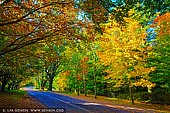 landscapes stock photography | Autumn Avenue in Mount Wilson, Blue Mountains National Park, NSW, Australia, Image ID AU-MOUNT-WILSON-AUTUMN-0001. Mount Wilson in Blue Mountains National Park, NSW, Australia is famous for its magnificent cool climate exotic gardens. Many gardens are open all year round but Spring and Autumn are the most popular seasons when the gardens are at their most colourful. Even just streets in Mt Wilson are very beautiful. Of particular note are Church Avenue, Queen's Avenue and The Avenue with their rows of plane trees, limes, elms, beeches, liquidambars and pink cherries.Mount Wilson holds an annual Autumn Garden Festival during April and May each year.