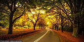 landscapes stock photography | Autumn Avenue in Mount Wilson, Blue Mountains National Park, NSW, Australia, Image ID AU-MOUNT-WILSON-AUTUMN-0004. The Village of Mt Wilson is holding its annual Autumn Festival every year. Check the exact date on the mtwilson.com.au and put this date into your calendar of events. Come and enjoy the autumnal colours of our magnificent gardens. The festival raises funds for local progress association to maintain the beauty of Mt Wilson. The Autumn Festival consists of nine Open Gardens. There is a Village Market which is focused on 'all things garden', selling beautiful gardening products, arts and crafts by local artisans, plants and produce from our favourite mountain nurseries and quality gardening tools and sculptures.