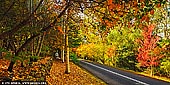 landscapes stock photography | Autumn Avenue in Mount Wilson, Blue Mountains National Park, NSW, Australia, Image ID AU-MOUNT-WILSON-AUTUMN-0007. Mount Wilson is a heritage garden village only two hours from Sydney. The area has magnificent bushland and rainforest, walks and canyons as well as historic houses and grand exotic gardens, some of which are open to the public. Every year the Annual Mt Wilson Autumn Festival welcomes the people of Sydney to wander through the beautiful gardens to celebrate the beauty of nature.