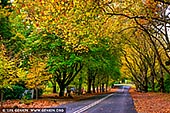 landscapes stock photography | Autumn Avenue in Mount Wilson, Blue Mountains National Park, NSW, Australia, Image ID AU-MOUNT-WILSON-AUTUMN-0008. Mount Wilson in Blue Mountains National Park, NSW, Australia is famous for its magnificent cool climate exotic gardens. Many gardens are open all year round but Spring and Autumn are the most popular seasons when the gardens are at their most colourful. Even just streets in Mt Wilson are very beautiful. Of particular note are Church Avenue, Queen's Avenue and The Avenue with their rows of plane trees, limes, elms, beeches, liquidambars and pink cherries.Mount Wilson holds an annual Autumn Garden Festival during April and May each year.