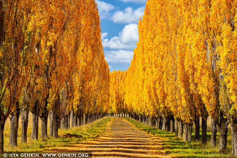 landscapes stock photography | Autumn Poplars near Glen Innes, Northern Tablelands, New England, NSW, Australia, Image ID AU-NEW-ENGLAND-AUTUMN-0002