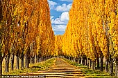 landscapes stock photography | Autumn Poplars near Glen Innes, Northern Tablelands, New England, NSW, Australia, Image ID AU-NEW-ENGLAND-AUTUMN-0002. Autumn colours of poplar trees on a farm driveway on the Northern Tablelands in New England region of NSW, Australia.