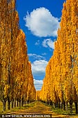 landscapes stock photography | Autumn Poplars near Glen Innes, Northern Tablelands, New England, NSW, Australia, Image ID AU-NEW-ENGLAND-AUTUMN-0003. Poplar lined driveway farm entrance near Glen Innes with leaves turning yellow in autumn.