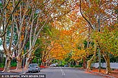 landscapes stock photography | Autumn colours of maple trees on a street in Wahroonga, Sydney, New South Wales (NSW), Australia, Image ID AU-WAHROONGA-AUTUMN-0001. When autumn arrives the deciduous trees and shrubs around Wahroonga and nearby suburbs in Sydney create a brilliant display worth travelling.