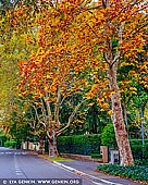 landscapes stock photography | Trees with Autumn Colours on a street in Wahroonga, Sydney, New South Wales (NSW), Australia, Image ID AU-WAHROONGA-AUTUMN-0002. A beautiful road in Wahroonga on the North Shore of Sydney, NSW, Australia dressed in stunning autumn colours.