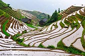 landscapes stock photography | Longsheng (Longji) Rice Terraces, Longji, Longsheng, Guangxi, China, Image ID CHINA-LONGSHENG-0001. Stock photo of the Longji Rice Terraces or Dragon's Backbone Rice Terraces. Every spring the Longsheng terraced fields in Guangxi Province of China are irrigated and the irrigated fields look like layers of bright mirrors. When it comes to the late July and the early August, a green sea of paddy rice lures you deeply. And the terrace filed greets you with the golden blankets of the ripe rice in the late September and early October. Snowed terrace field in winter is also awesome. Overall, the spring irrigation time and autumn harvest time are the best time for viewing terrace field.