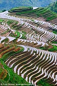 landscapes stock photography | Longsheng (Longji) Rice Terraces, Longji, Longsheng, Guangxi, China, Image ID CHINA-LONGSHENG-0002. The Longji Rice Terrace Fields or Dragon's Backbone rice terraces were built over 650 years ago during the Ming Dynasty. The terrace fields are found in Longsheng country about a two hours drive from Guilin in China. From a distance, during the growing season, these winding terraces appear as if they were green woven cables laid out over the hillsides, starting at the riverbank and ending near the mountaintop. One can meander through the paddies and villages, greeting and being greeted by horses, pigs, chickens and hard working locals.