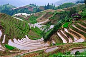 landscapes stock photography | Longsheng (Longji) Rice Terraces, Longji, Longsheng, Guangxi, China, Image ID CHINA-LONGSHENG-0003. Stock photo of a farmer with water buffalo working on Longji rice terraces in the mountains near Zhuang village of Ping An, Longsheng, Guangxi, China.