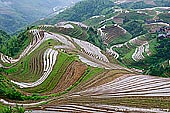 landscapes stock photography | Longji (Dragon's Backbone) Rice Terraces, Longsheng, Guangxi, China, Image ID CHINA-LONGSHENG-0004. The Longji Terraced Rice Fields or Dragon's Backbone Rice Terraces received their name because the rice terraces resemble a dragon's scales, while the summit of the mountain range looks like the backbone of the dragon. Visitors standing on the top of the mountain can see the dragon's backbone twisting off into the distance. In a early morning when weather is fine, the sunrise on the summit of Longji Rice Terraces is magnificent.