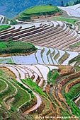 landscapes stock photography | Longsheng Rice Terraces, Longji, Longsheng, Guangxi, China, Image ID CHINA-LONGSHENG-0006. The famous Longji Rice Terraces or Dragon's Back Terraces of Longsheng County are only 27 km (16.78 miles) from Longsheng County in Guangxi Province in China. The terraces are rice fields built on steep mountain terraces, shaping like spirals from the mountain foot to the top.