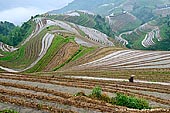 landscapes stock photography | Ping An Rice Terraces, Ping An, Longsheng, Guangxi, China, Image ID CHINA-LONGSHENG-0007. The Ping An rice terraces were named the Ping An Village, a place in Longsheng County about 2 hours from Guilin in Guangxi Province in China. About 500 Zhuang ethnic families living there. When people say Longji (Dragon's Backbone) Rice Terraces, usually they mean Ping An rice terraces which are called 'The champion of the terrace world'. With it beautiful scenery and landscape the Longji Terraced Fields attracts more and more tourists nowadays.