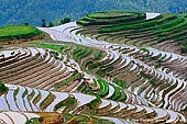 landscapes stock photography | Dragon's Backbone Rice Terraces, Longji, Longsheng, Guangxi, China, Image ID CHINA-LONGSHENG-0008. The Longji Rice Terraces or Dragon's Backbone Rice Terrace Fields is a beautiful natural picture. The linked together rice terraces vary from season to season. In spring, the water is irrigated into the fields and the terraces look like great chains or ribbons hung on the hillsides. When the onset of summer, green waves rush continuously down the mountainside from the heaven. The theme of autumn is the harvest, with the mountainside decorated with the gold of ripened millet. Coming into winter, the whole mountain will be covered with white snow, just like dragons playing with water.