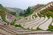 landscapes stock photography | Longsheng Rice Terraces, Longji, Longsheng, Guangxi, China, Image ID CHINA-LONGSHENG-0009. Stock image of the Longji Rice Terraces or Dragon's Backbone Rice Terraces. Each year in spring the Longsheng terraced fields are irrigated. On that day each year, Zhuang people hold a big ceremony for irrigating the terraced fields. After irrigating, the water is shining under the sun and the Longji terraced fields look like jade belts or layers of bright mirrors.