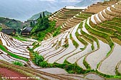 landscapes stock photography | Longji Rice Terrace Fields, Longsheng, Guangxi, China, Image ID CHINA-LONGSHENG-0012. The Longji Rice Terraces (Dragon's Backbone Rice Terraces) covers an area of 66 square kilometers (about 16308 acres) and spans an altitude between 300 meters (about 984 feet) and 1100 meters (about 3608 feet). It is said, 'Where there is soil, there is a terrace', be it in the valley, with swift flowing river to the mountains summit with its swirling cloud cover, or from bordering verdant forest to the cliff walls.