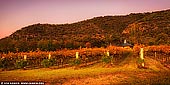 landscapes stock photography | Autumn Colours of Vineyard, Broke, Hunter Valley, NSW, Australia, Image ID AU-HUNTER-VALLEY-0001. A glorious sunrise in autumn created a surreal light over the scenery and a vineyard near Broke, Hunter Valley, NSW, Australia. During fall many things change, including the vibrancy of a sunset or the foliage turns to shades of red, orange and yellow. The nights become cooler which in some ways revitalises the scenery and crisps things up. Even the grapevines at one of the many vineyards of the Hunter Valley take on a different appearance as the final weeks of fruit bearing come to a close.