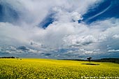 landscapes stock photography | Field of Canola, Binalong, NSW, Australia, Image ID AU-CANOLA-FIELDS-0001. 