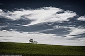 landscapes stock photography | On Hill Top, Clare Valley, South Australia (SA), Australia, Image ID AU-CLARE-VALLEY-0002. A lone tree on top of the hill in Clare Valley in South Australia.
