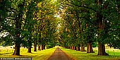 landscapes stock photography | Elm Street at Sunset, Gostwyck, Northern Tablelands, New England, NSW, Australia, Image ID AU-GOSTWYCK-ELM-STREET-0001. The magnificent avenue of 200 English Elm trees line the street near Gostwyck Chapel, just outside of Uralla, NSW.