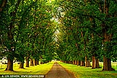 landscapes stock photography | Elm Street at Sunset, Gostwyck, Northern Tablelands, New England, NSW, Australia, Image ID AU-GOSTWYCK-ELM-STREET-0002. This avenue of elm trees lines the entrance to Gostwyck Station, situated about 11 km from the country town of Uralla in New England region of NSW, Australia.