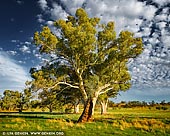 landscapes stock photography | Old River Gum (Eucalyptus camaldulensis), Moralana Scenic Drive, Flinders Range, South Australia, Australia, Image ID AU-SA-FLINDERS-0018. Majestic old River Red Gum trees (Eucalyptus camaldulensis) along the Moralana Scenic Drive near Merna Mora Station in the Flinders Ranges National Park, South Australia. Moralana Scenic Drive runs through Arkaba Station and Merna Mora Station south of Wilpena Pound takes you some of the best scenery in the Flinders Ranges. Merna Mora Station still operates as a working station property but Arkaba is now a tourist resort and private wildlife reserve. Moralana creek and its feeder streams are also lined with some of the most impressive river red gums in the Flinders Ranges, their massive, gnarled trunks and branches bearing all the signs of a tough few centuries of survival.