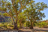 landscapes stock photography | Avenue of River Red Gum in Brachina Gorge, Flinders Range, South Australia, Australia, Image ID AU-SA-FLINDERS-0019. River Red Gums (Eucalyptus camaldulensis) lining the dry creek in the Brachina Gorge in the Flinders Ranges National Park, South Australia.