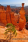 landscapes stock photography | Thor's Hammer at Sunrise, Sunset Point, Bryce Canyon National Park, Utah, USA, Image ID US-BRYCE-CANYON-0006. Stock photo of the Thor's Hammer in the Bryce Canyon National Park, Utah, USA. Morning time in the Bryce Canyon as the sun first rises and shines on Thor's Hammer, tall sandstone hoodoo along the Navajo Loop Trail, viewed from Sunset Point.