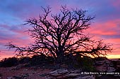 landscapes stock photography | Picturesque Tree Silhouette, Gooseberry Trail, Island in the Sky, Canyonlands National Park, Utah, USA, Image ID CANYONLANDS-NATIONAL-PARK-UTAH-USA-0004. Stock image of a picturesque tree silhouette against vivid and dramatic sunrise as it was seen from Gooseberry Trail in Canyonlands National Park near Moab in Utah, USA.