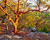 landscapes stock photography | Sydney Red Gum Forest at Sunset, Berowra Valley National Park, Hornsby Shire, New South Wales (NSW), Australia, Image ID AU-NSW-FOREST-0002. Angophora costata is a common woodland and forest tree of Eastern Australia, and is known by a variety of names including smooth-barked apple, rose gum, rose apple and Sydney red gum. It grows primarily on sandstone soils, usually on headlands, plateaus or other elevated areas. Angophora costata differs from the majority of 'gum trees' in that it is not a true Eucalyptus, but rather a closely related genus. Unlike the majority of eucalypts, whose adult leaves are arranged in an alternate pattern along the stem, angophora leaves are positioned opposite each other. Angophora costata is a large, wide and spreading tree, usually of a height between 15m and 25m. The trunk is often gnarled and crooked with a pink to pale grey, sometimes rusty-stained bark. In nature, the butts of broken limbs form callused bumps on the trunk and add to the gnarled appearance. The old bark is shed in spring in large flakes with the new salmon-pink bark turning pale grey before the next shedding.