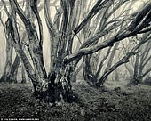 landscapes stock photography | Misty Morning in High Country, Alpine National Park, VIC, Australia, Image ID AU-VIC-HIGH-COUNTRY-FOREST-0001. Black and white sepia toned image of gum trees in the High Country on a misty morning.