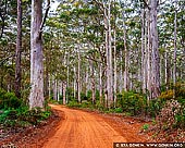 landscapes stock photography | Boranup Karri Forest, Leeuwin-Naturaliste National Park, WA, Australia, Image ID WA-KARRI-FOREST-0002. Driving through the Boranup Karri Forest, near Margaret River in the Leeuwin-Naturaliste National Park, Western Australia. Growing up to 90 meters, Karri trees (Eucalyptus diversicolor) stand amongst the tallest species in the world.