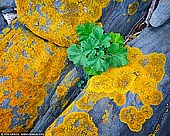 landscapes stock photography | 'Trees Grow on the Stones Too' #1, Kangaroo Island, SA, Australia, Image ID INTIMATE-LANDSCAPE-0001. A close-up of a rock formation covered with yellow lichen and moss and a small plant growing in the crack between rocks on the shores of the Kangaroo Island, SA, Australia.