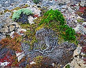 landscapes stock photography | 'Trees Grow on the Stones Too' #2, Flinders Chase National Park, Kangaroo Island, SA, Australia, Image ID INTIMATE-LANDSCAPE-0003. A close-up of a rock formation covered with yellow lichen and moss and a small plant growing in the crack between rocks on the shores of the Kangaroo Island, SA, Australia.