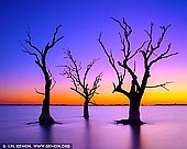 landscapes stock photography | Sunset at Lake Bonney, Barmera, Riverland, South Australia, Australia, Image ID AU-LAKE-BONNEY-RIVERLAND-0001. Dead trees in the waters of lake Bonney at colourful and vivid sunset. Lake Bonney is a freshwater lake located in the Riverland region of South Australia. The lake is fed and drained by the River Murray. The town of Barmera is located on its shores. Barmera is the jewel of the Riverland. The geographical centre of this amazing place is the sparkling fresh water lake which is safe for families, making Barmera the ideal location for your holiday experience. The lake is magnificent at sunset when dead trees are silhouetted in the setting sun.