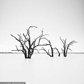 landscapes stock photography | Dead Trees at Lake Bonney, Barmera, Riverland, South Australia, Australia, Image ID AU-LAKE-BONNEY-RIVERLAND-0002. Beautiful black and white photo of the dead trees with long exposure from the picturesque shores of Lake Bonney in the Riverland region of South Australia.