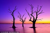landscapes stock photography | Sunset at Lake Bonney, Barmera, Riverland, South Australia, Australia, Image ID AU-LAKE-BONNEY-RIVERLAND-0003. Dead trees in the waters of lake Bonney at colourful and vivid sunset. On the edge of Lake Bonney, Barmera in South Australia is a wonderful place to enjoy the Riverland. Barmera is one of the most popular aquatic playgrounds in South Australia. Situated in the heart of the Riverland, Barmera is a pretty town situated on the shores of Lake Bonney, a lake renowned for its sunsets. Barmera is approximately a two and a half hour drive from Adelaide and two hours from Mildura. The Barossa and Clare Valleys, Mid-North and the lower Murray are all comfortable day tours away, whilst the other Riverland towns of Berri, Renmark, Loxton and Waikerie are all within a half hours drive. The Riverland enjoys a Mediterranean climate with long hot summer days, warm autumn and spring and generally mild winters. The area receives approximately 250mm of rain a year and enjoys more sunlight hours than Queensland. Lake Bonney is a fresh water lake fed from the Murray River through the Chambers Creek wetlands. Because the lake is shallow and has a sandy bottom, it provides safe swimming and is ideal for sailing, windsurfing, canoeing, kayaking, skiing, jet skiing, boating and fishing. The lake also abounds with bird life.