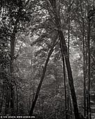 portfolio stock photography | Misty Forest. Study #1, Blue Mountains National Park, New South Wales (NSW), Australia, Image ID BLUE-MOUNTAINS-BW-0001. 