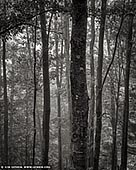 portfolio stock photography | Misty Forest. Study #2, Blue Mountains National Park, New South Wales (NSW), Australia, Image ID BLUE-MOUNTAINS-BW-0002. 