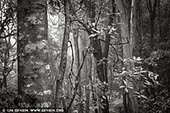 portfolio stock photography | Misty Forest. Study #3, Blue Mountains National Park, New South Wales (NSW), Australia, Image ID BLUE-MOUNTAINS-BW-0003. 