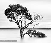 portfolio stock photography | Mangroves at Tenby Point, Western Port Bay, Victoria (VIC), Australia, Image ID AUSTRALIAN-COAST-BW-0003. Beautiful black and white photo of the mangroves with long exposure at high tide from the picturesque shores of Tenby Point on Western Port Bay, Victoria, Australia.